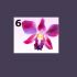 6. Orchidea