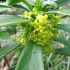 Daphne Laureola