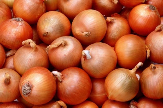 La cipolla