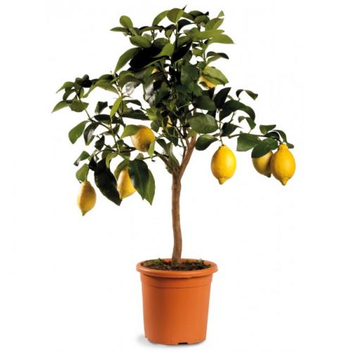 <strong>5 LIMONE</strong>