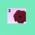 3. Rosa