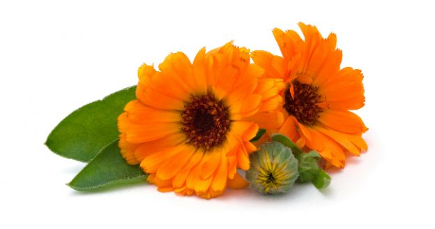 5. CALENDULA