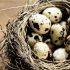Uova di quaglia: belle, popolari e crudeli
