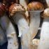 Funghi Matsutake