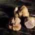 Tartufo bianco d'Alba