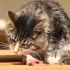 Come funziona la dieta crudista per gatti?