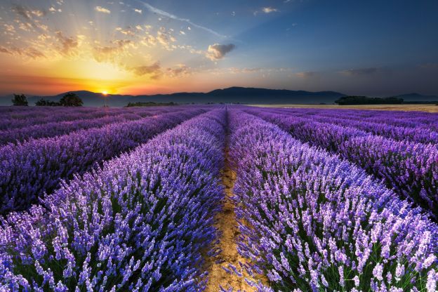 la lavanda: un'erba dai tanti benefici