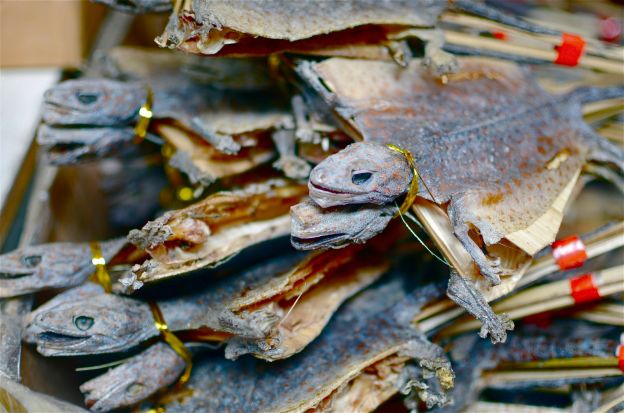 <span class=VIiyi lang=it>Lucertole essiccate - Cina</span>