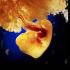 dopo poco più di 40 giorni di sviluppo, le cellule esterne al feto si legano alla superficie della parete uterina per formare la placenta.