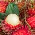 <span class=VIiyi lang=it>Rambutan - Thailandia</span>