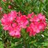 Oleandro (Nerium Oleander)