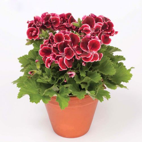 <strong>9 GERANIO</strong>