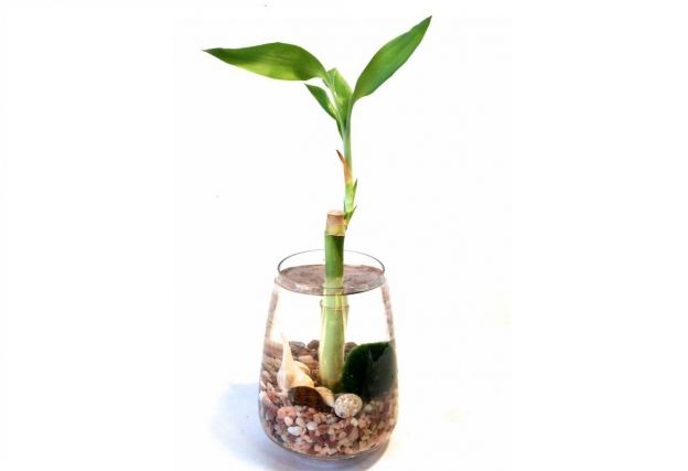 Bambú della fortuna