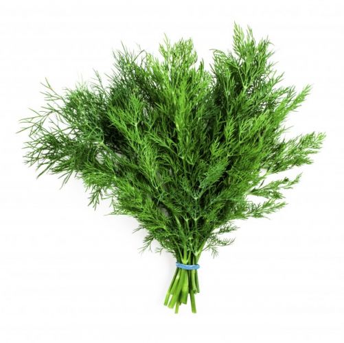 L'abrotano o Artemisia abrotanum