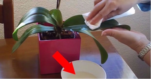 Pulisci le foglie larghe