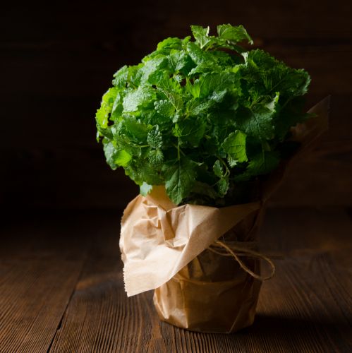 10) Infuso di melissa e citronella