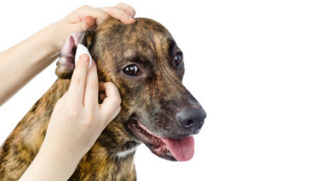 <strong>5. UCCIDE LE PULCI DEL CANE</strong>