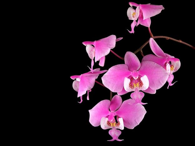 <strong>4) Il giusto concime 1 volta al mese</strong>