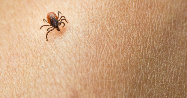 diffidate di questi animaletti in ogni periodo dell' anno