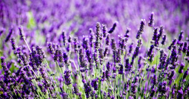La lavanda