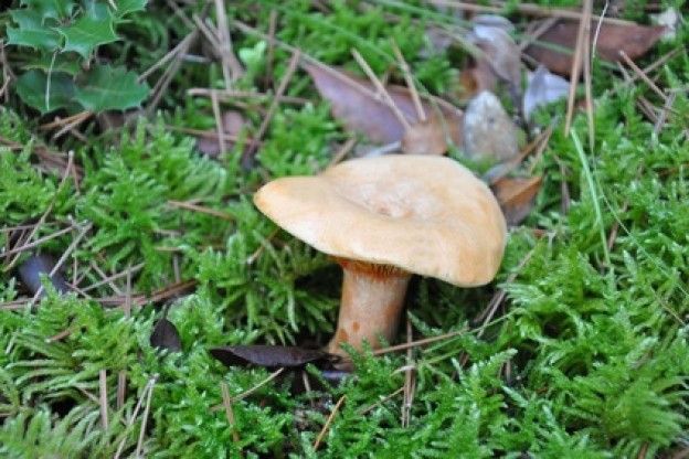 <strong>COMBATTE I FUNGHI</strong>