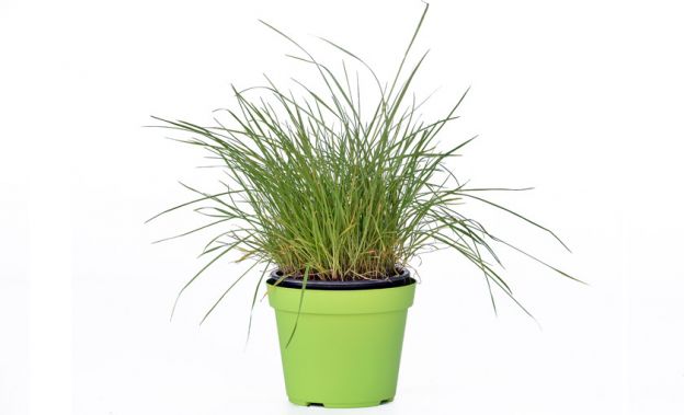 <strong>7 ERBA GATTA</strong>