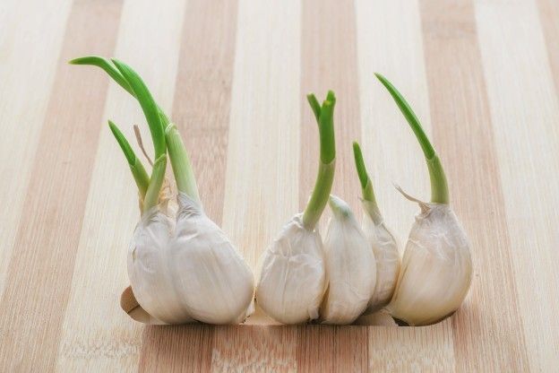 <strong>AGLIO</strong>