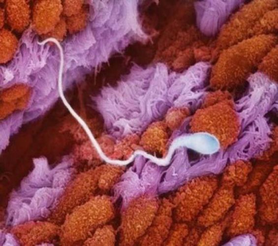 Il percorso dello spermatozoo verso l'ovulo lungo la tuba di falloppio