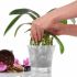 <strong>2) Trapiantare l'orchidea</strong>