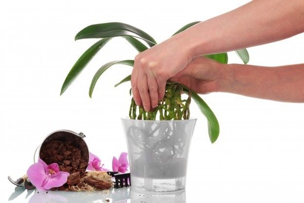 <strong>2) Trapiantare l'orchidea</strong>