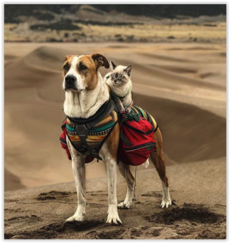 Sono una coppia inseparabile