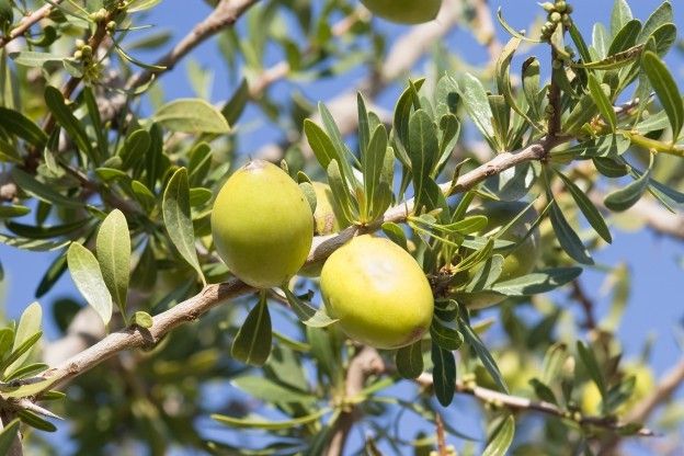 Come crescere i limoni in casa?