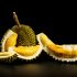 Durian - Indonesia/Malesia