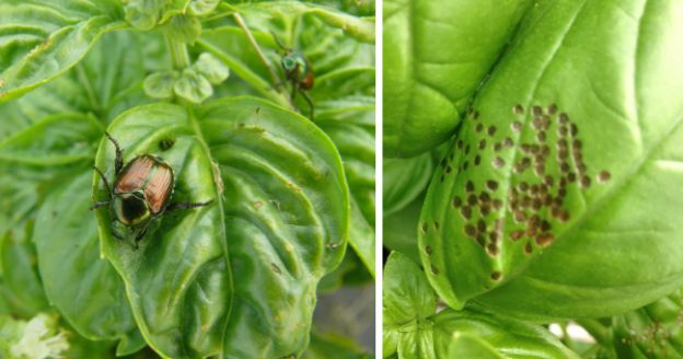 <strong>3. FAI ATTENZIONE A PARASSITI E MUFFE</strong>