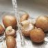 I funghi vanno bolliti in acqua prima di essere cucinati?