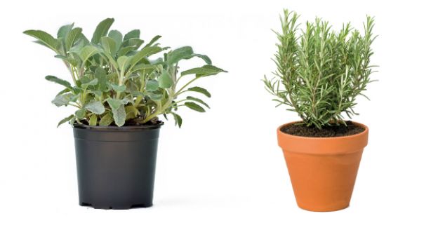 <strong>4 SALVIA E ROSMARINO</strong>