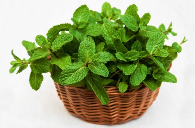 <strong>6 MENTA</strong>