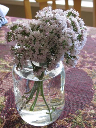 <strong>7 - valeriana</strong>