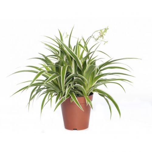 <strong>5 - pianta ragno</strong>