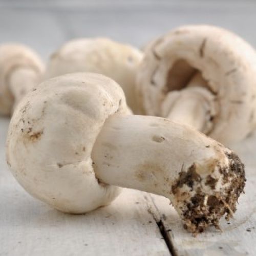 FUNGHI CHAMPIGNON
