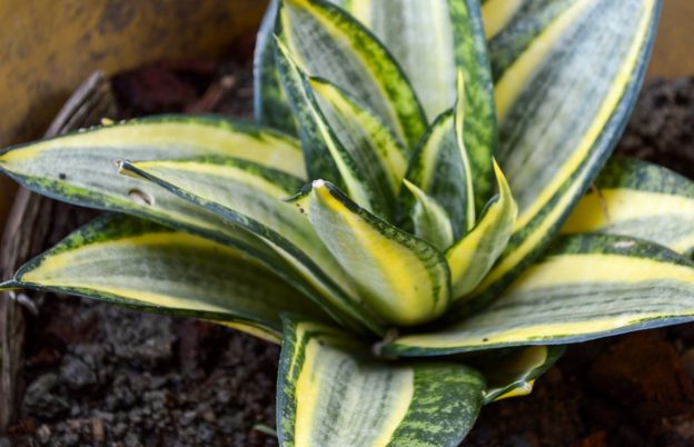 Per migliorare l'aspetto del vostro giardino