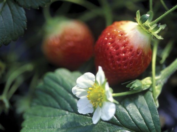 La scelta della frutta