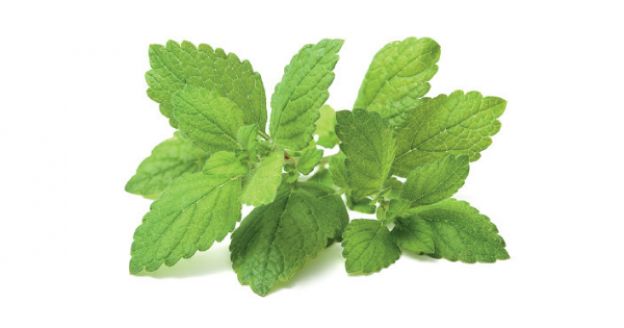 3. MELISSA CITRONELLA