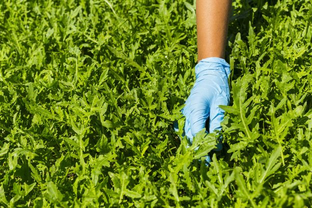 Ottima come prevenzione contro il cancro