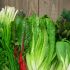 I 10 migliori alimenti - Verdure a foglia verde