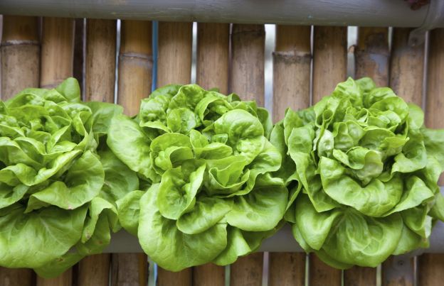 lattuga