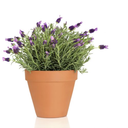 <strong>2 LAVANDA</strong>