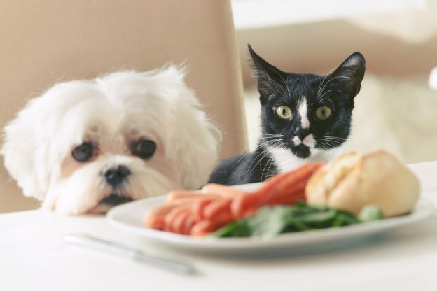 Cosa può mangiare il mio animale domestico?