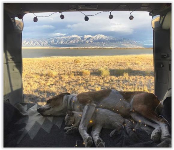 Chi ha detto che cane e gatto non possono essere amici?