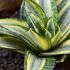Sansevieria